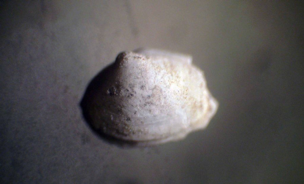 Microconchiglie plioceniche